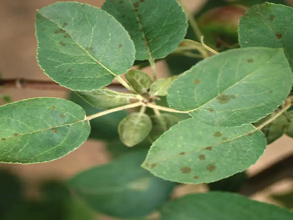 Apple scab disease showing dark spots on leaves