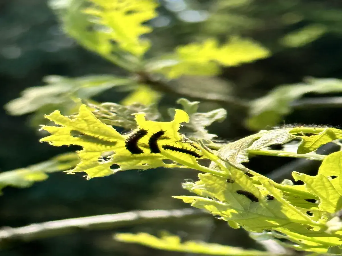 Spongy moth caterpillars on tree foliage