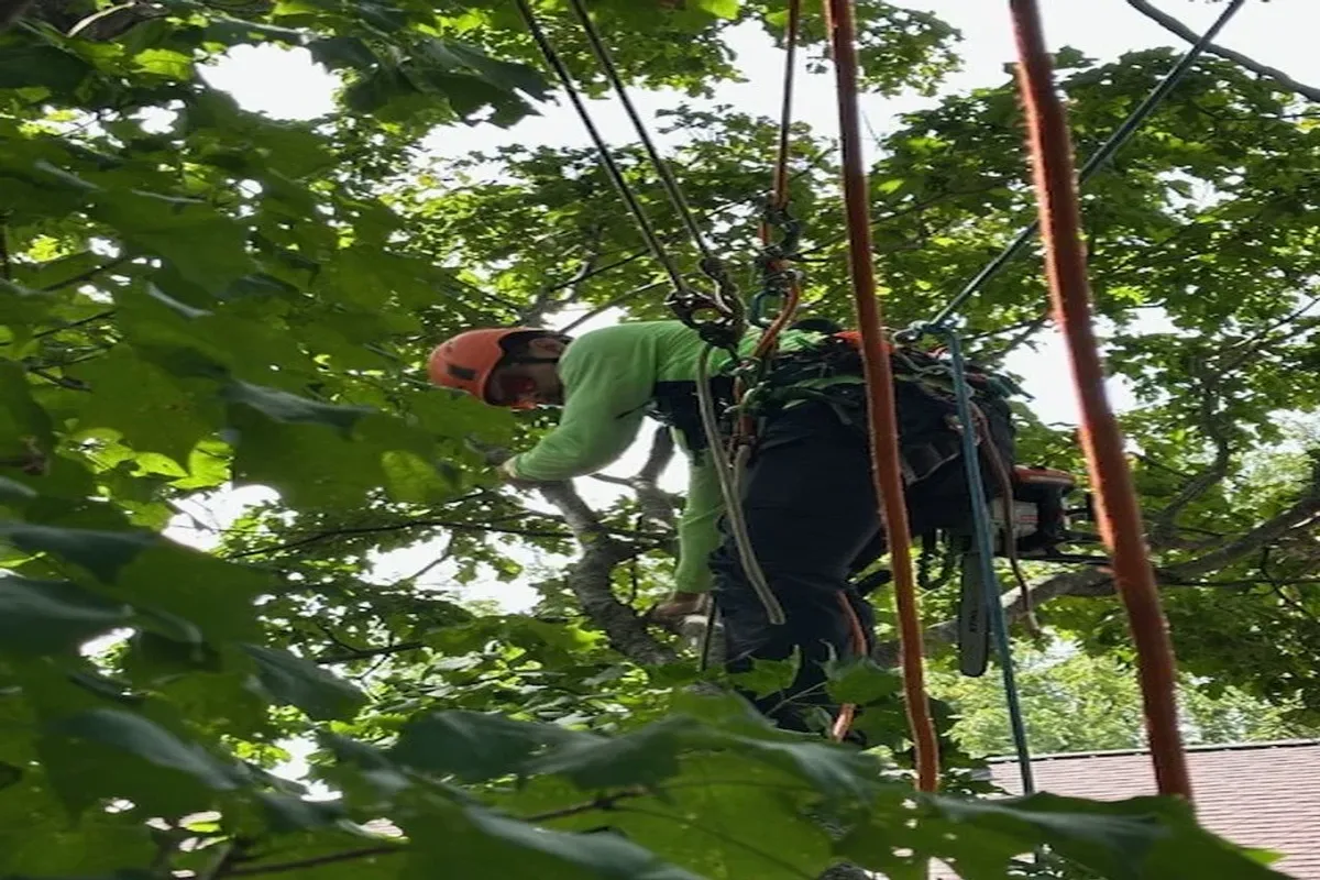 Worker cutting down tree