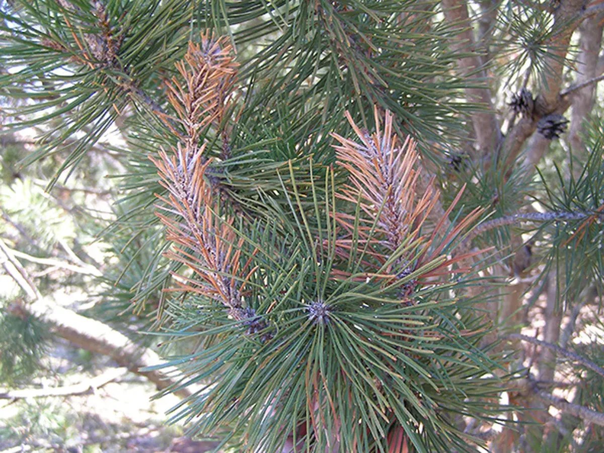 Diplodia tip blight disease on pine needles