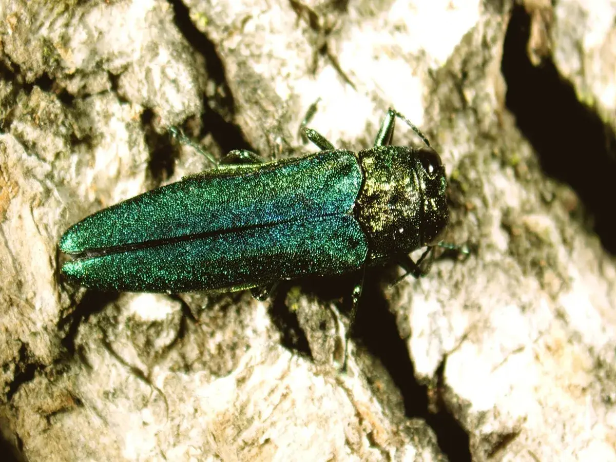 Emerald ash borer beetle on a tree branch