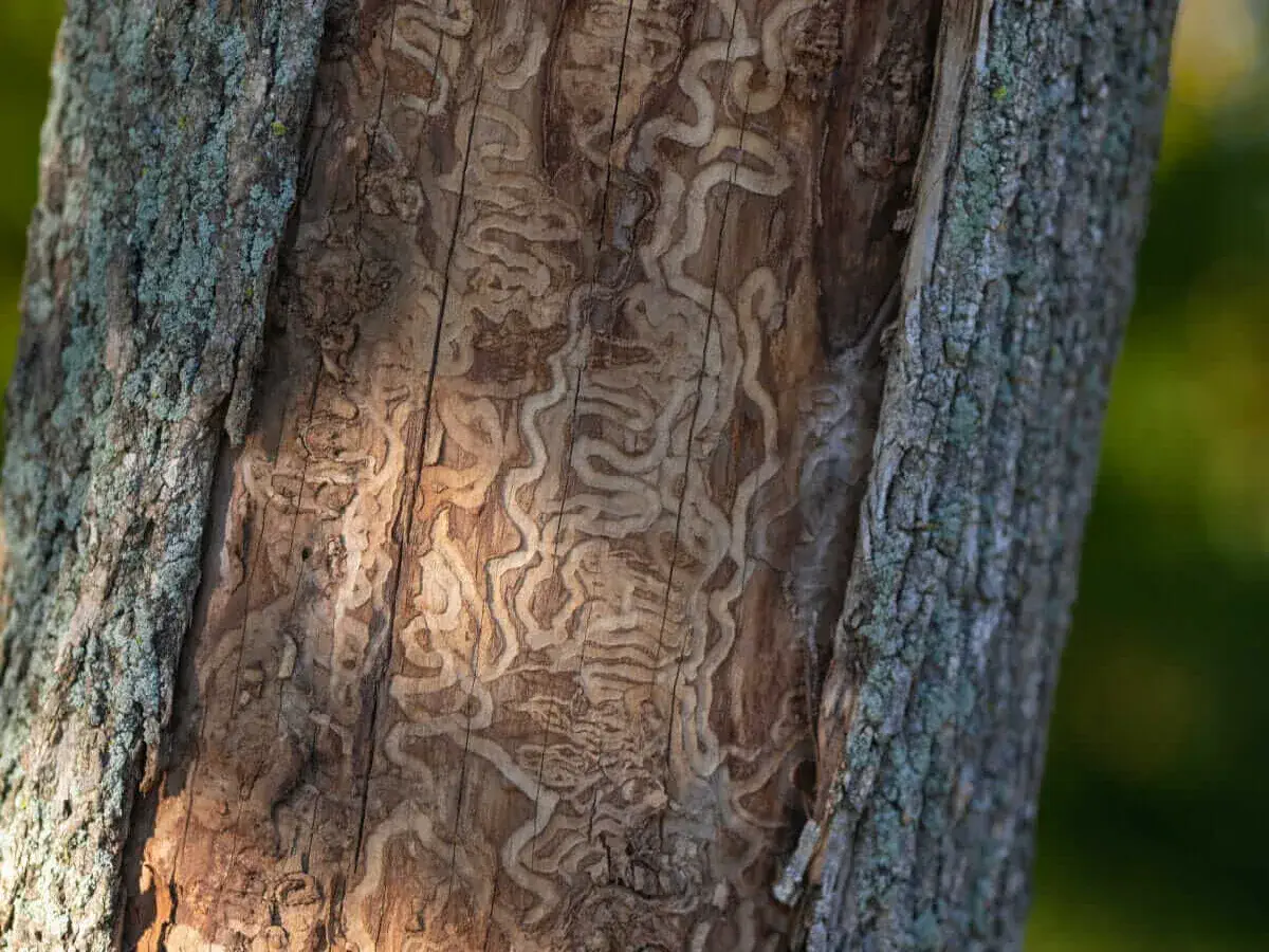Emerald ash borer damage on an ash tree